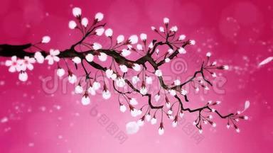 樱花盛开。 樱桃树枝。 樱花粉红色.. 樱花红背景..
